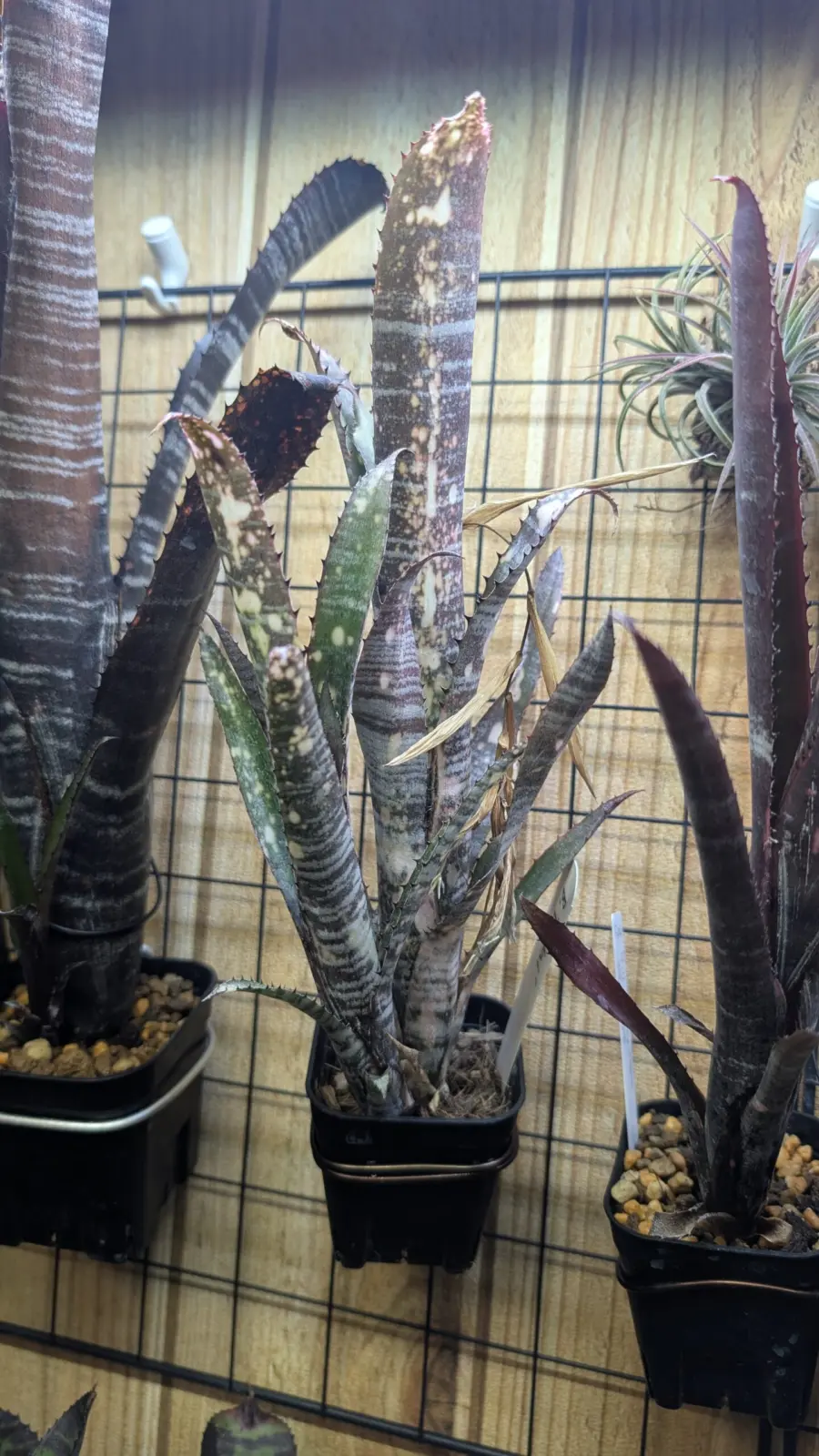 ビルベルギア　エフカイ