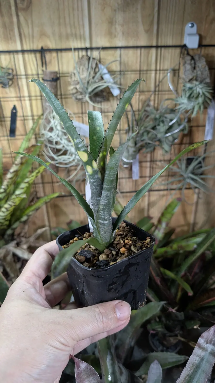 ビルベルギア　トンプライ　ダイヤモンドフィンガー