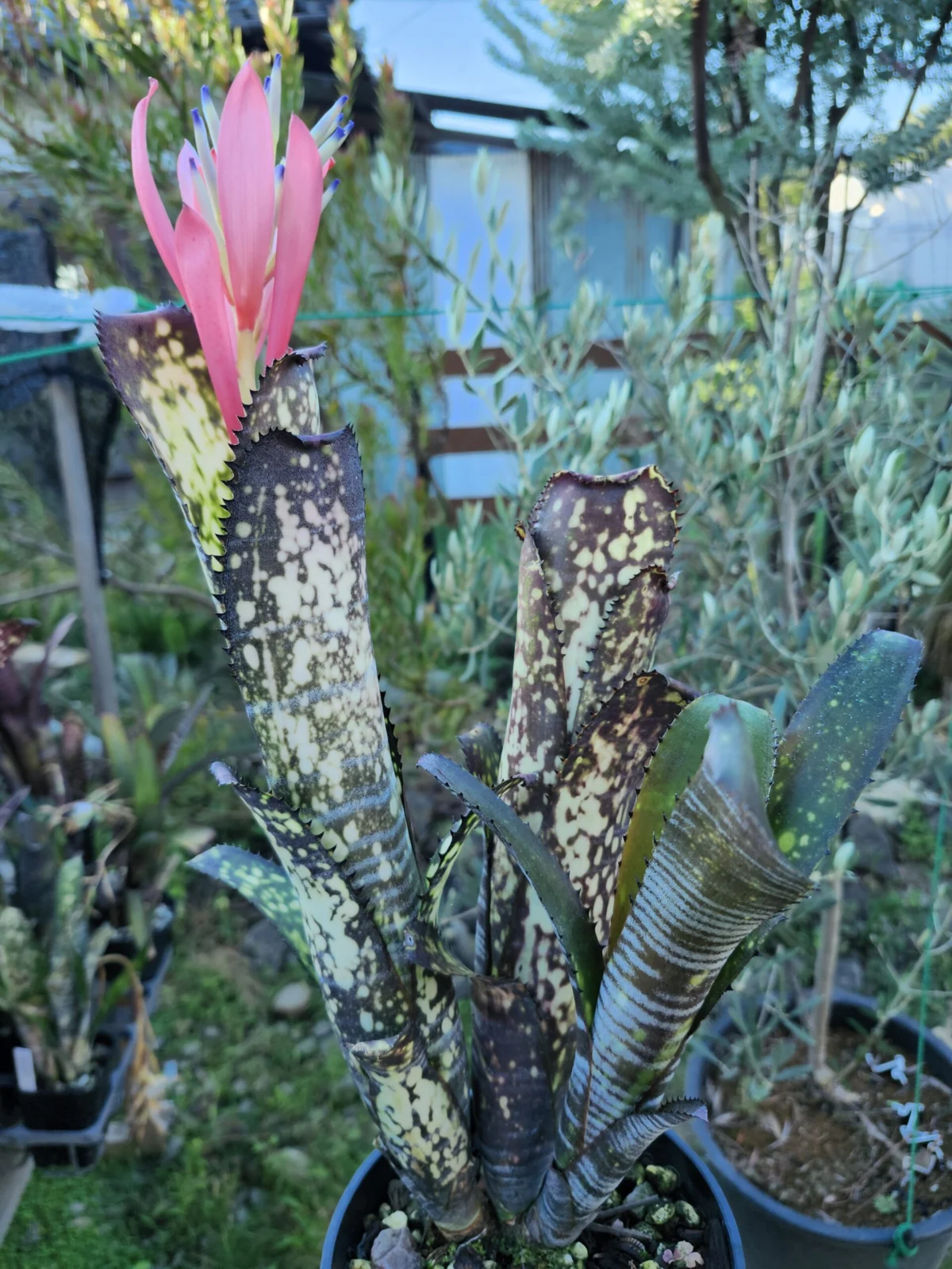 ビルベルギア　ミッドナイトサン　花芽