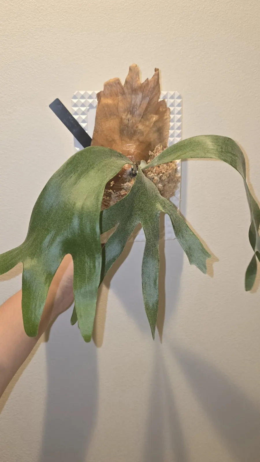 ビカクシダ　マナ