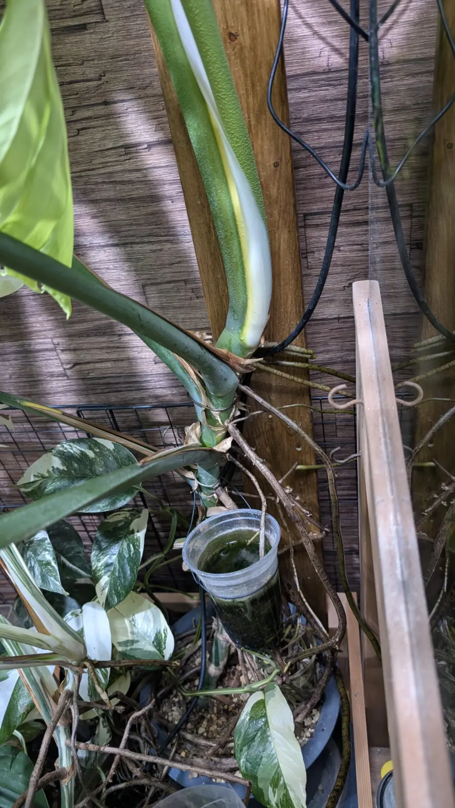 モンステラ　デリシオーサ