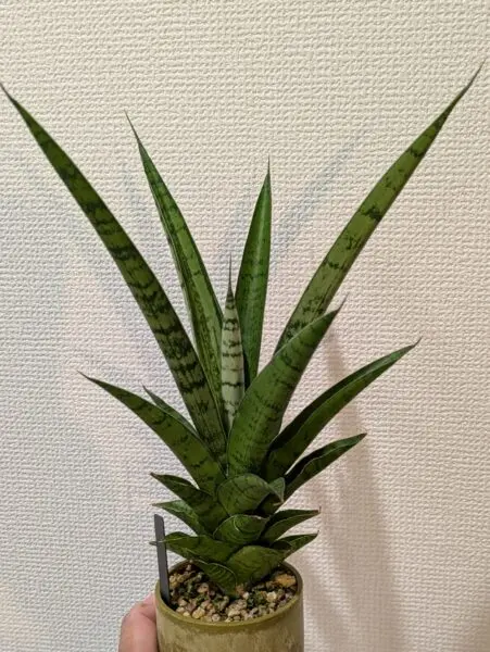 サンセベリア　パゴダ　ホムセン