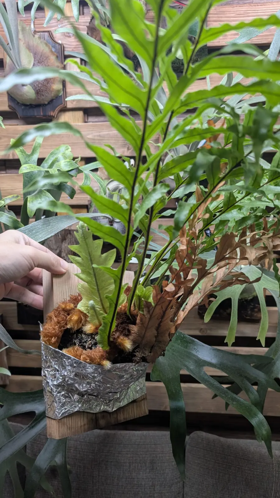 ドリナリア コロナンス