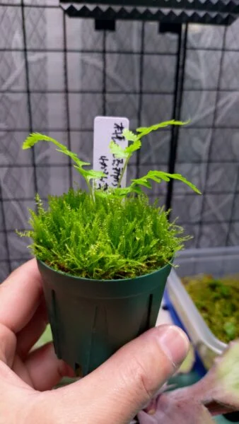 雑草
