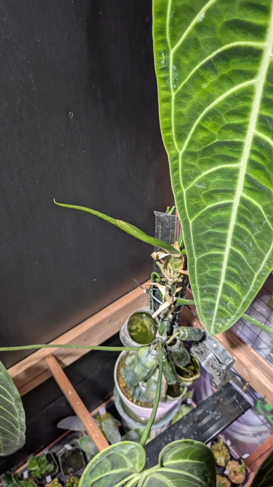 アンスリウム　ワロクアナム