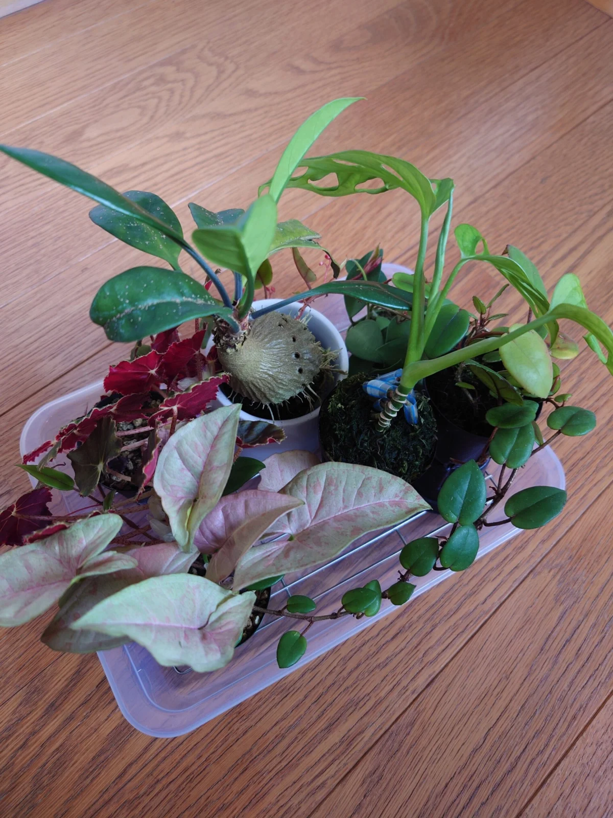 ベゴニア シェルツェイ