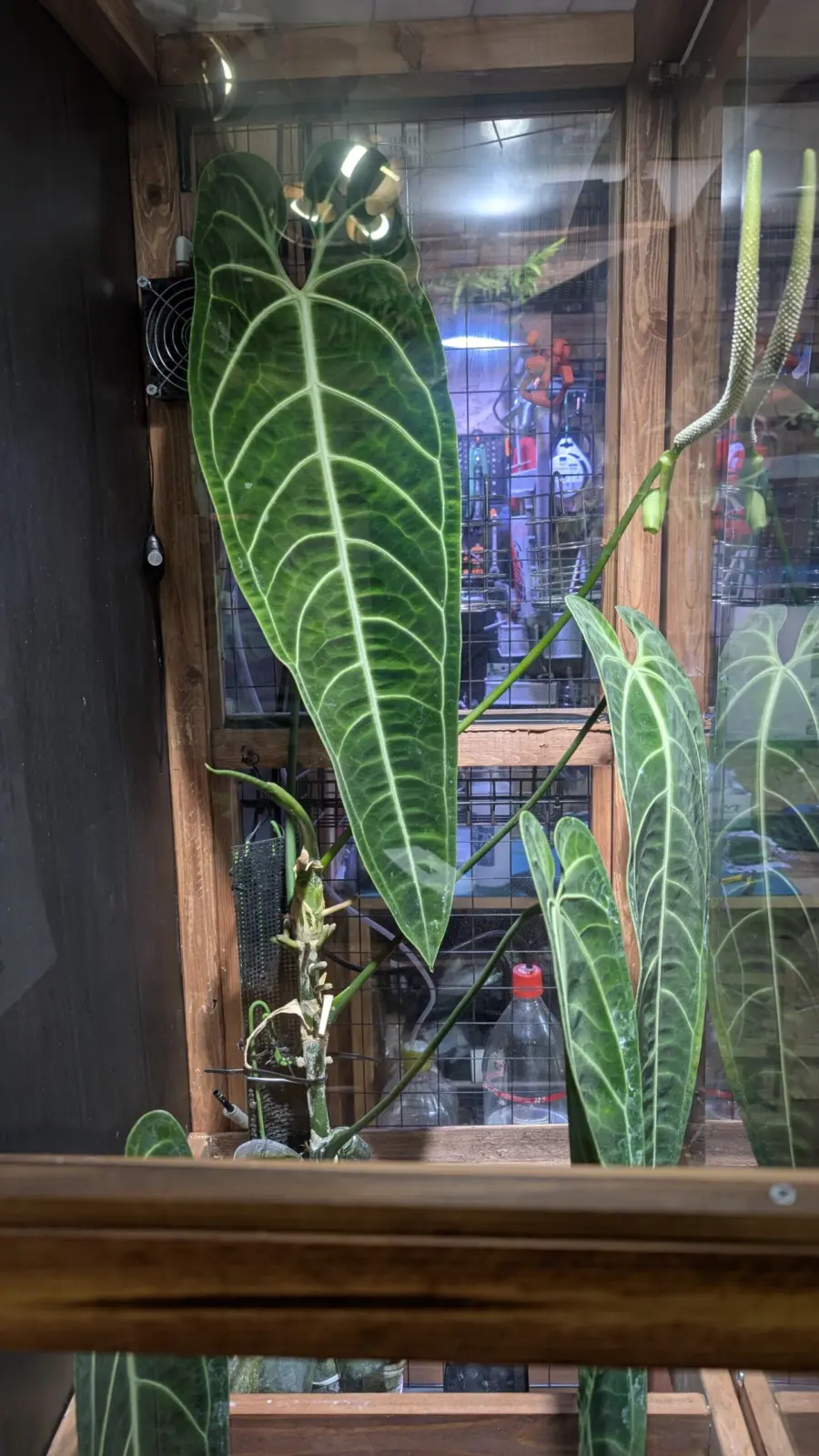 アンスリウム　ワロクアナム