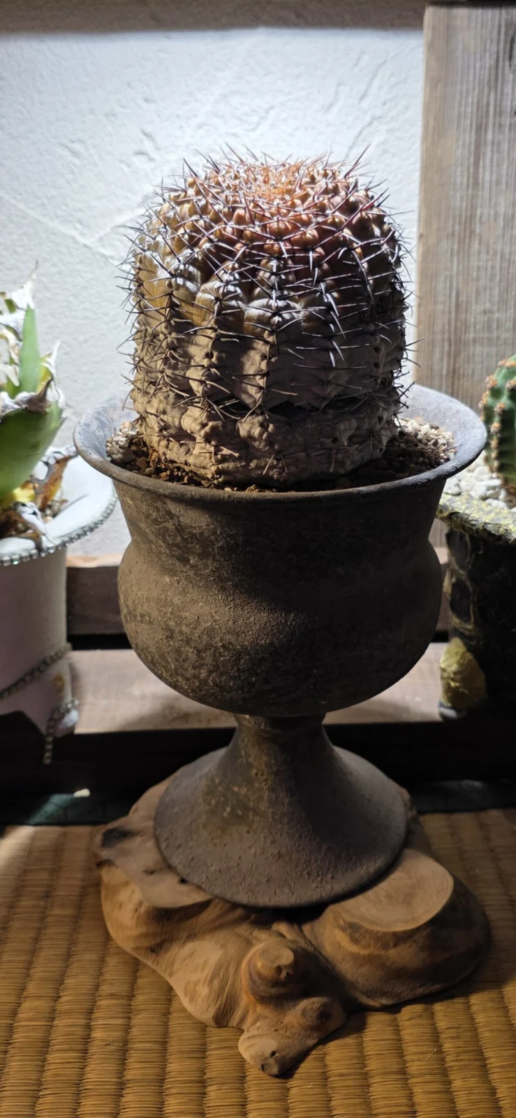 ギムノカリキウム　カイリュウマル