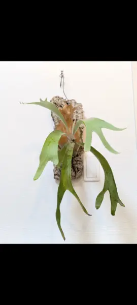 ビカクシダ　ウィリンキー　ポールベスパ