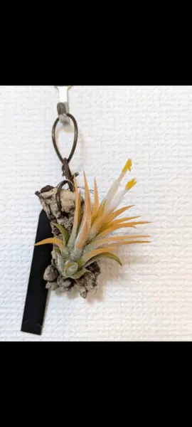 ティランジア　イオナンタ　ドゥルイド