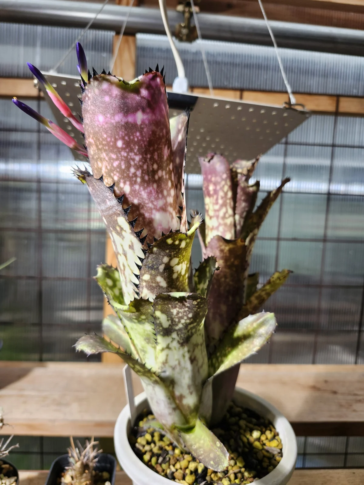 ビルベルギア カハカイ 花芽