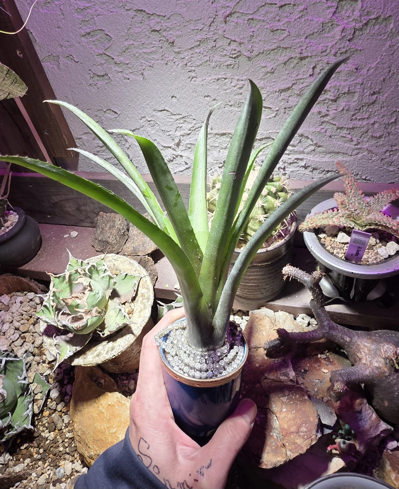 エクメヤ　ブルートゥース