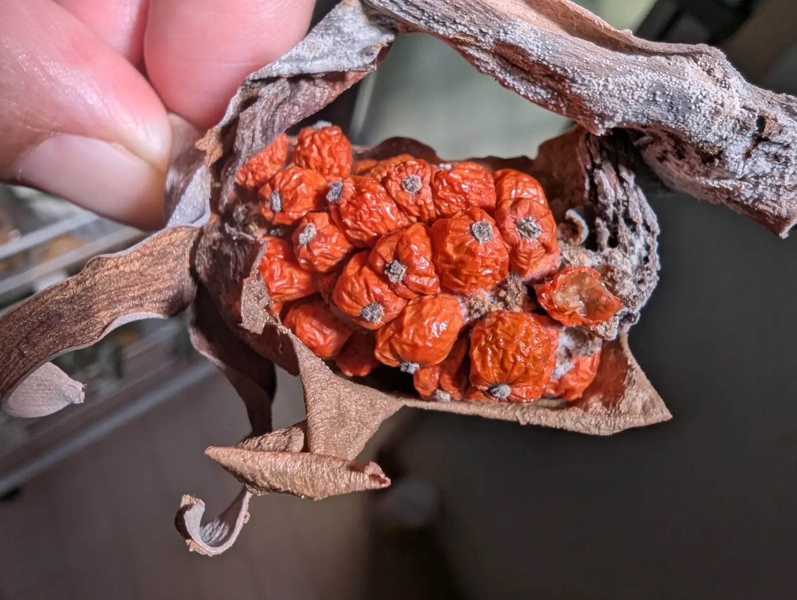 クワズイモ　実　種