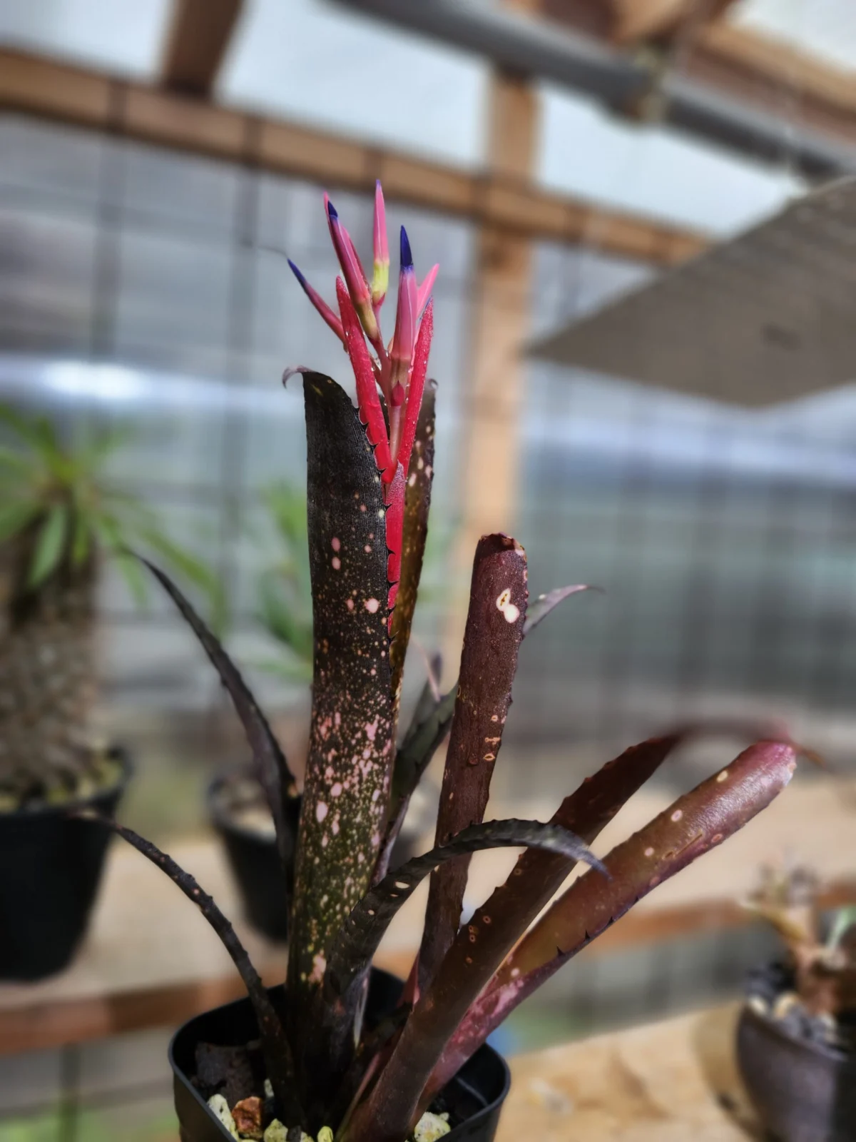 ビルベルギア ティンカーベル 花芽