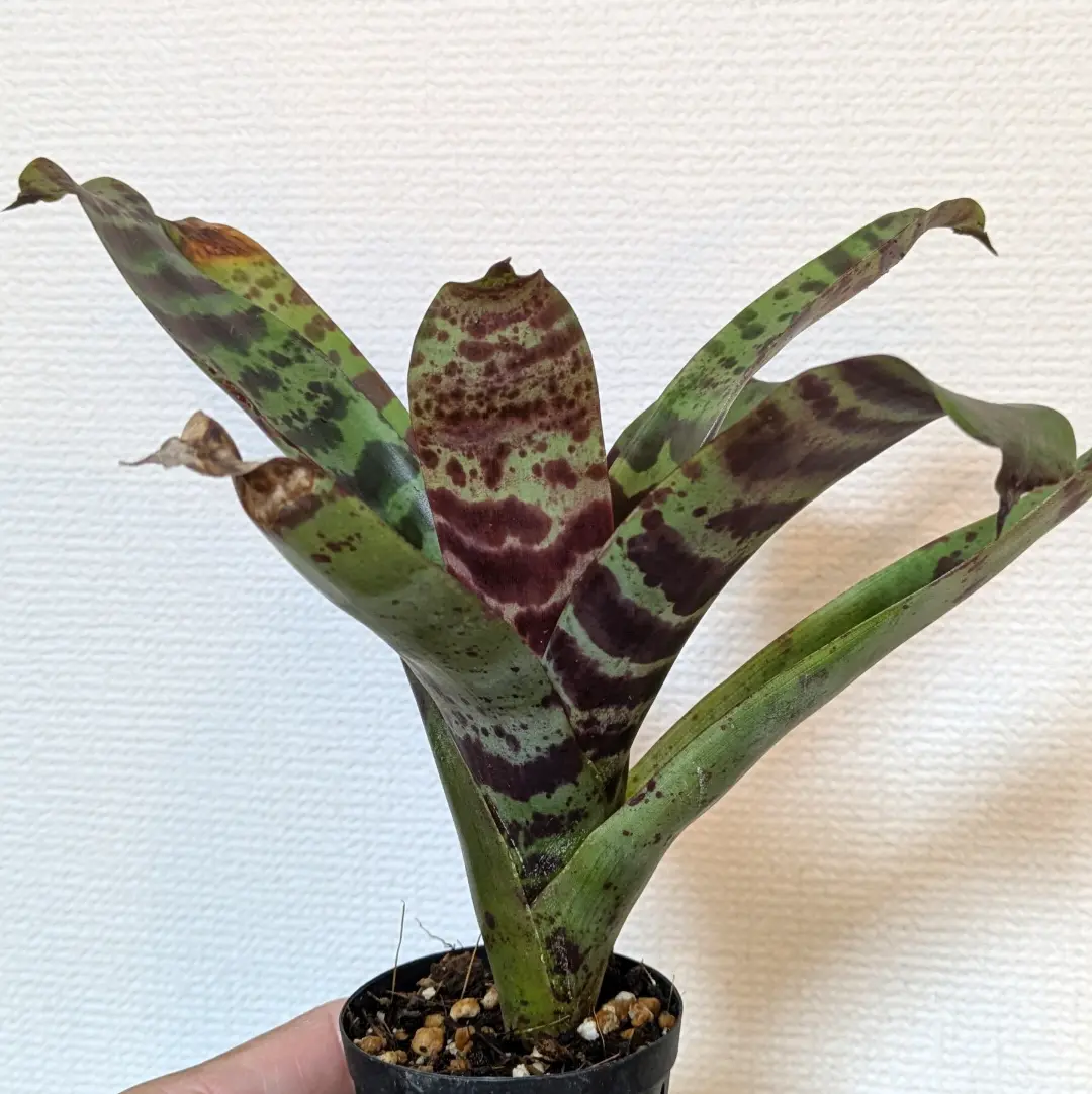 フリーセア　スプレンデンス