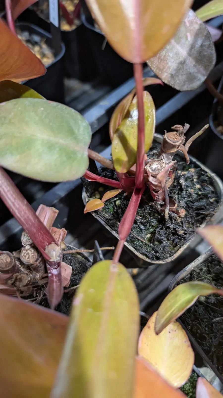 フィロデンドロン　柿色プリンセス