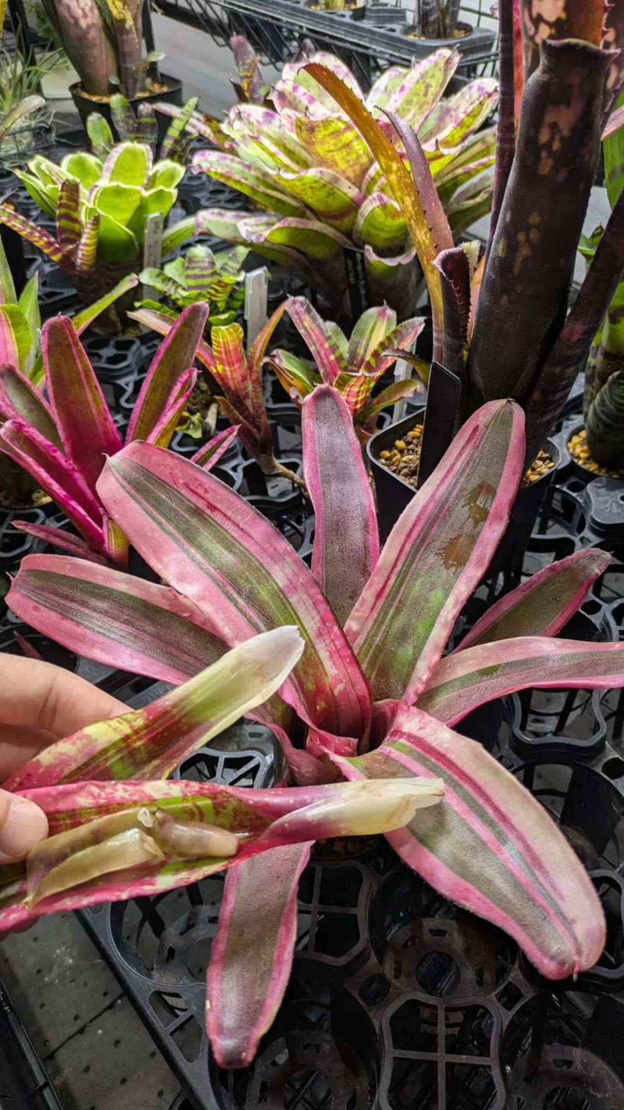 ネオレゲリア モラベザ 中心の腐り 芯抜け