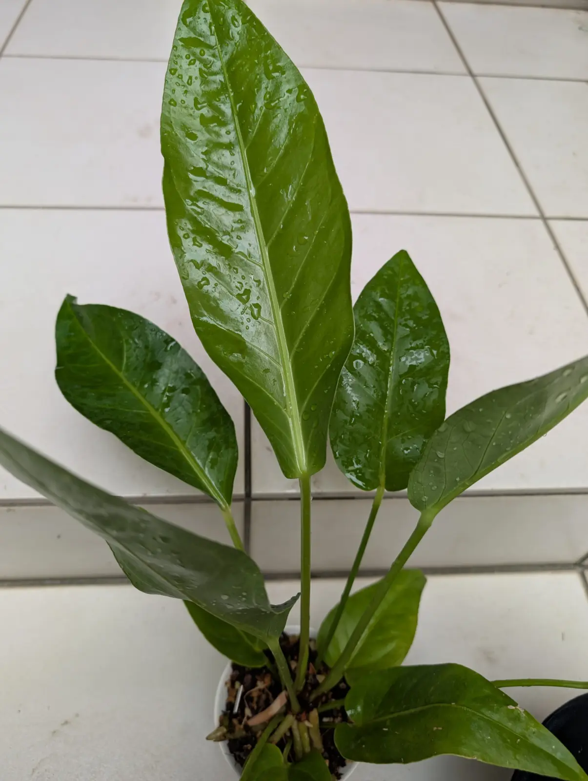 アンスリウム　ブラックドラゴン