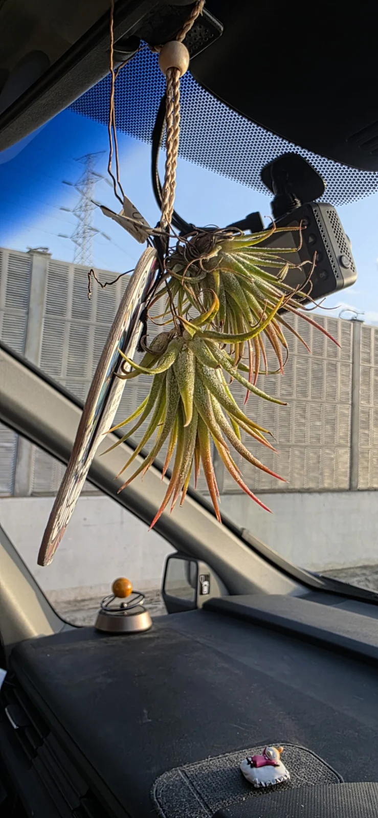 チランジア イオナンタ