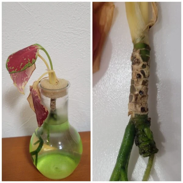 アグラオネマ
