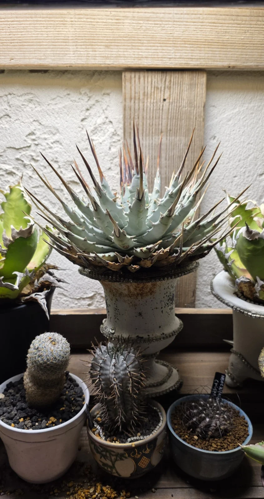 アガベ　エボリスピナ