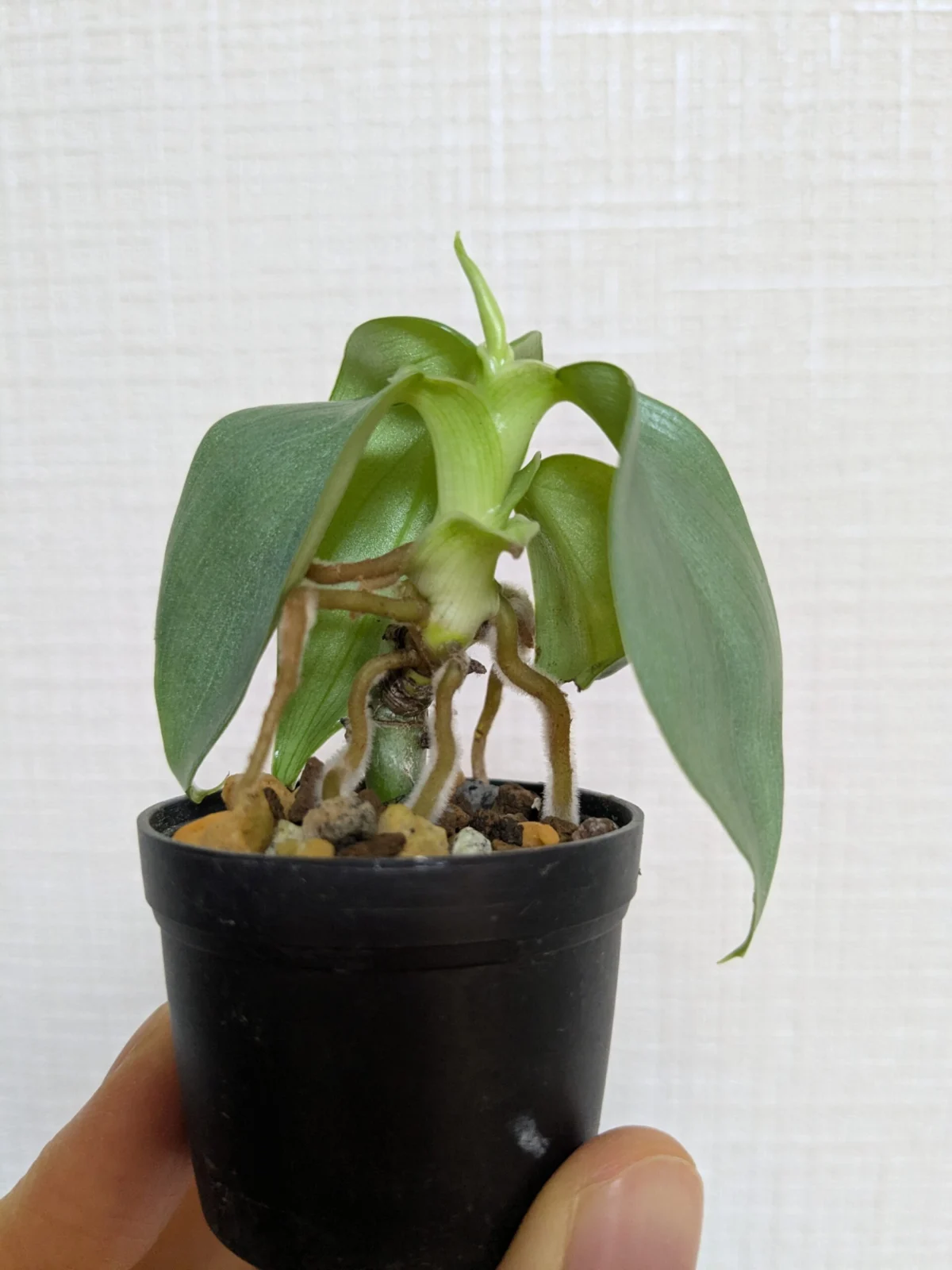 フィロデンドロン 萎縮 フーフー密閉