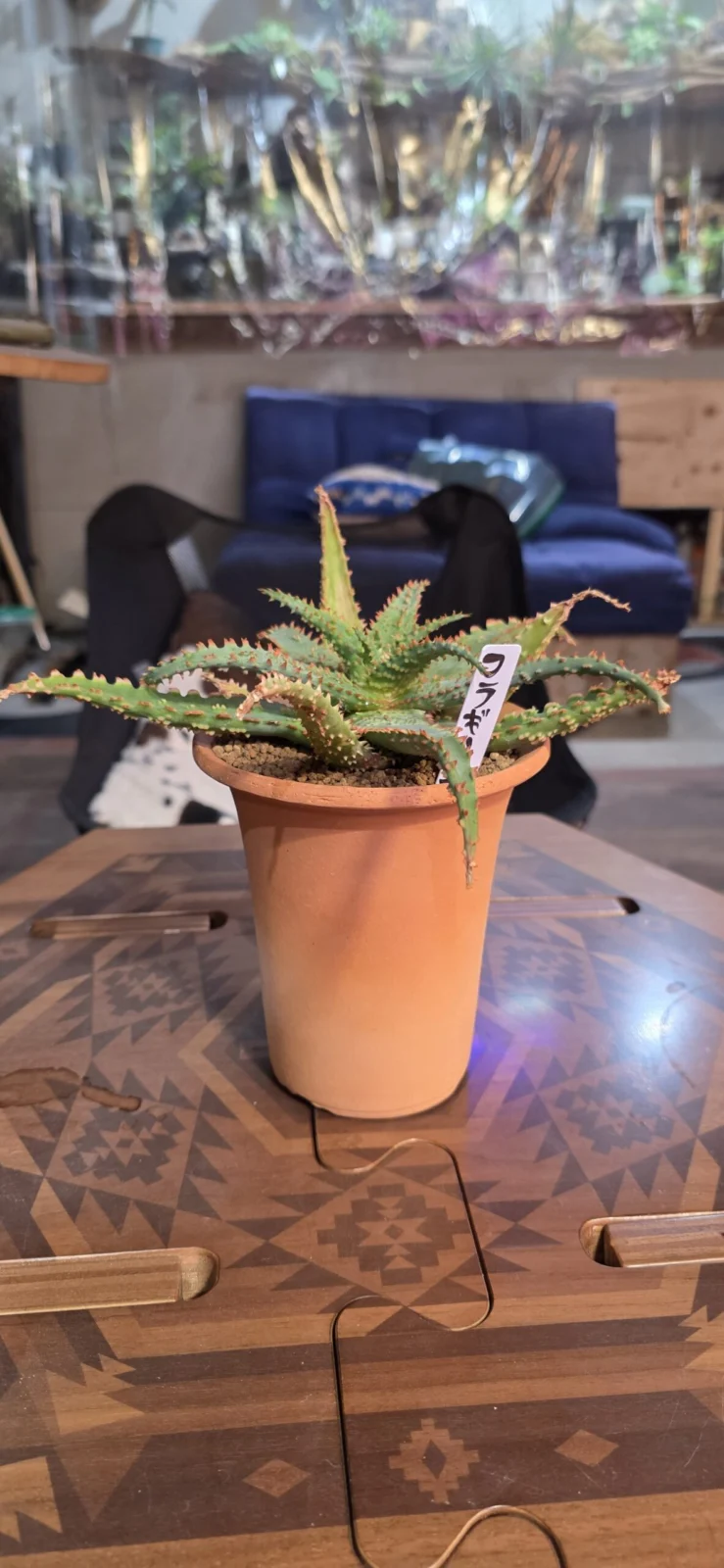 アロエ　フラギリス