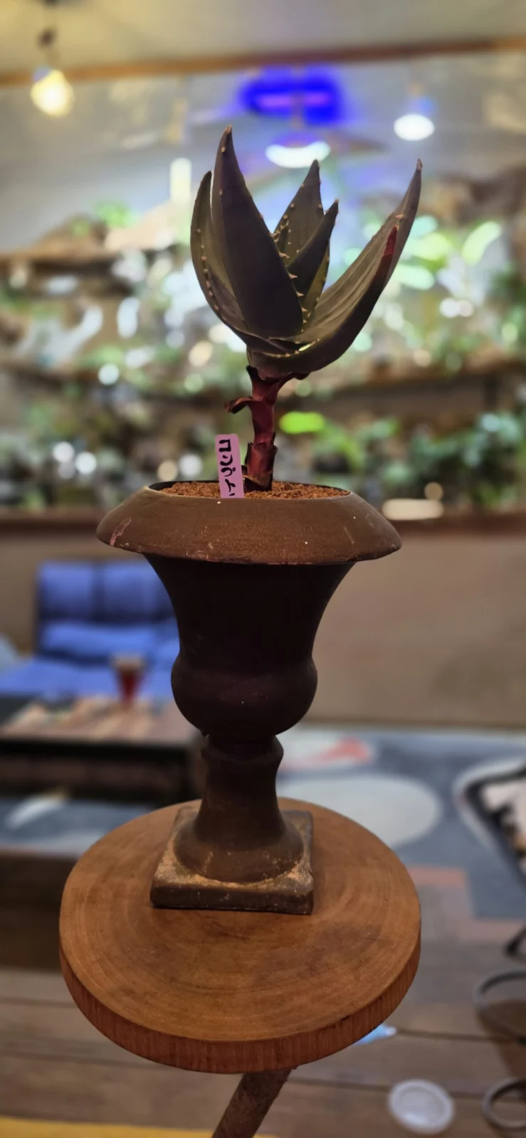 アロエ　コンプトニー