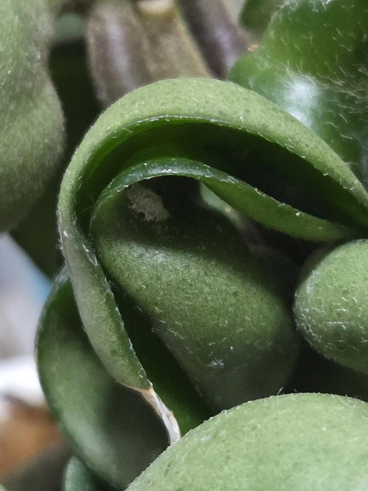 ホヤ　コンパクタ　害虫　カイガラムシ