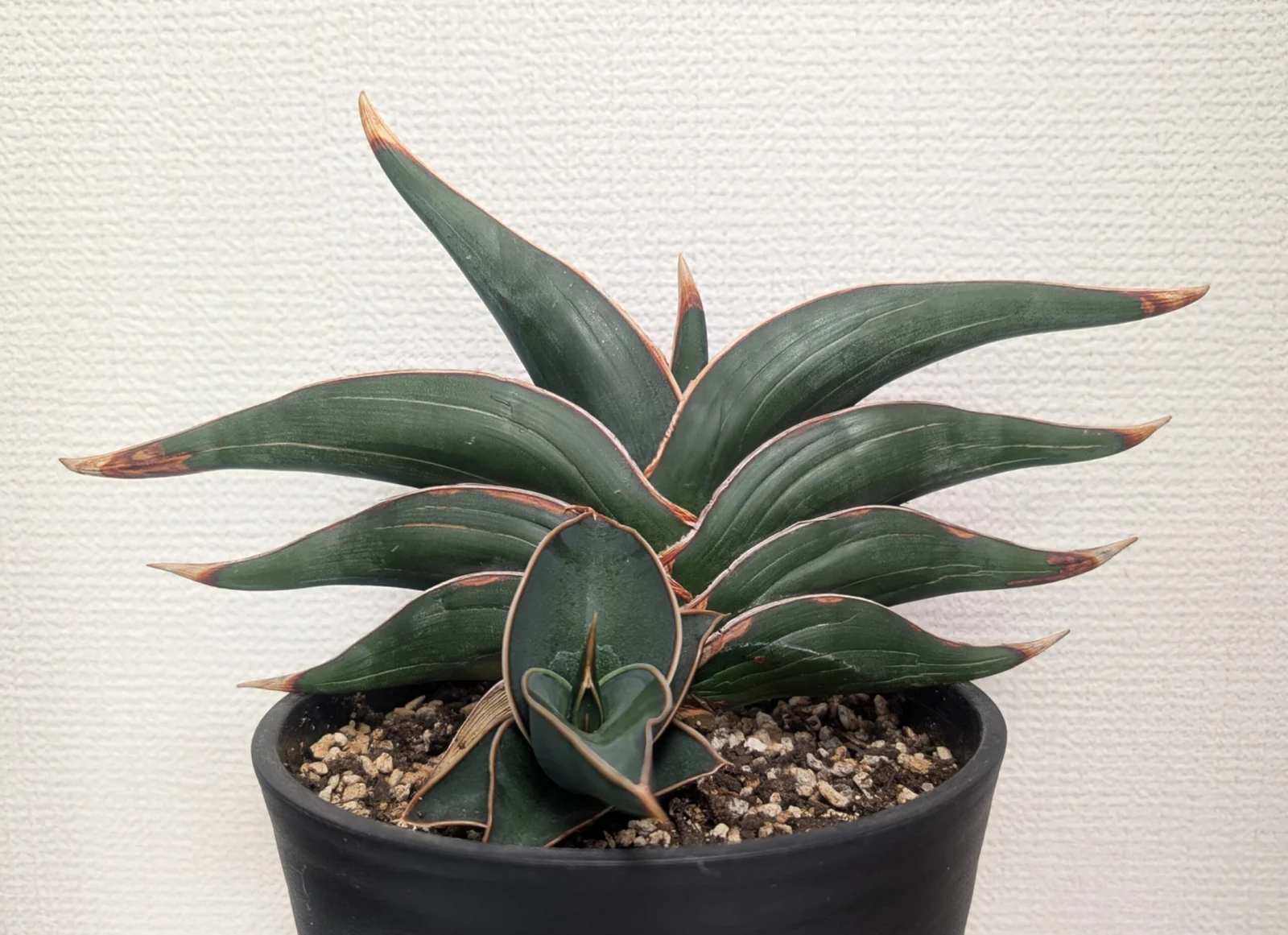 サンセベリア　ロリダ