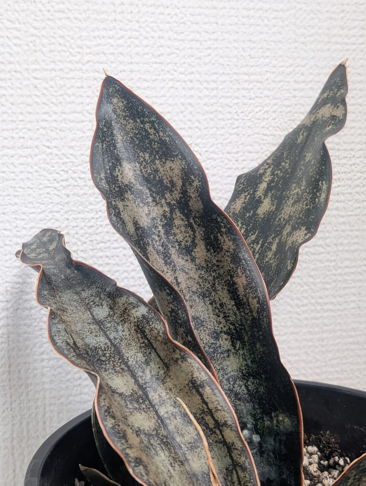 サンセベリア　キルキーコッパトーン