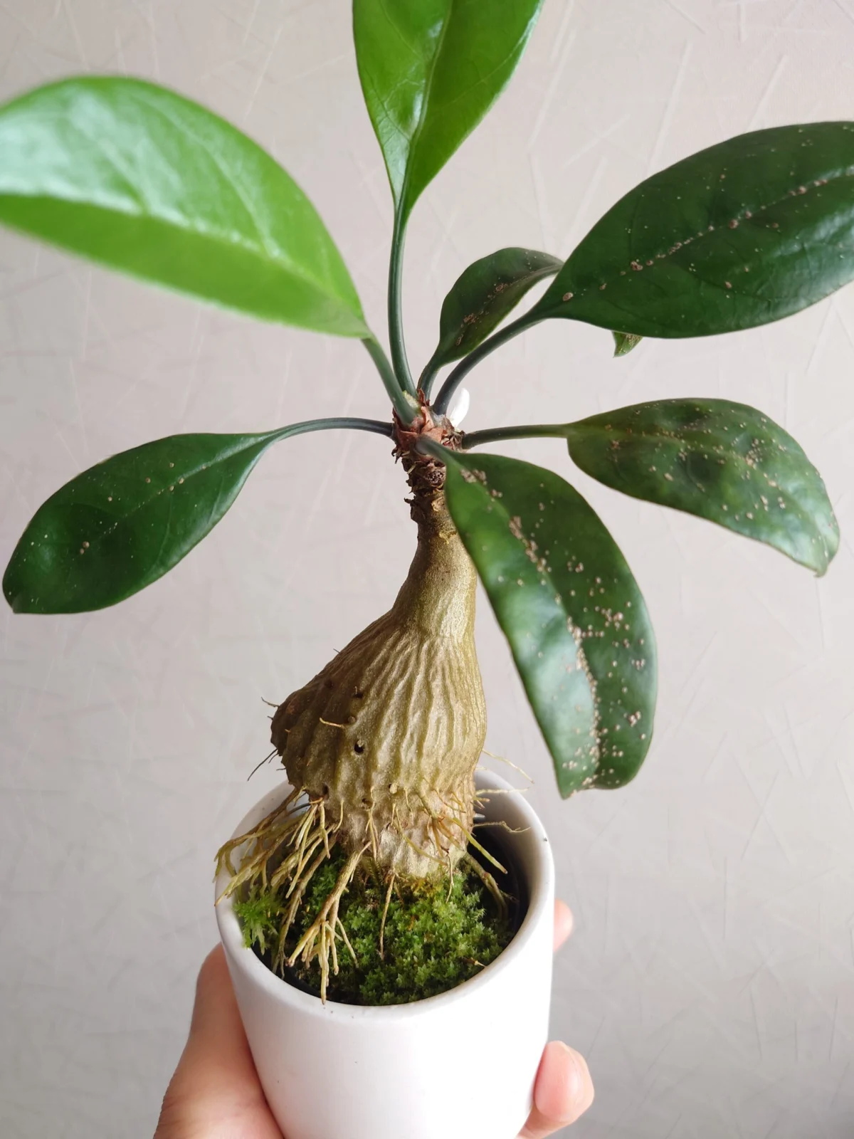 ミルメコディア ツベローサ