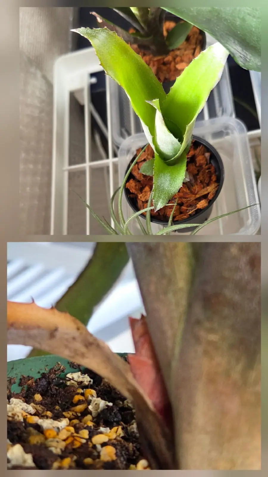 ビルベルキア　カリコ