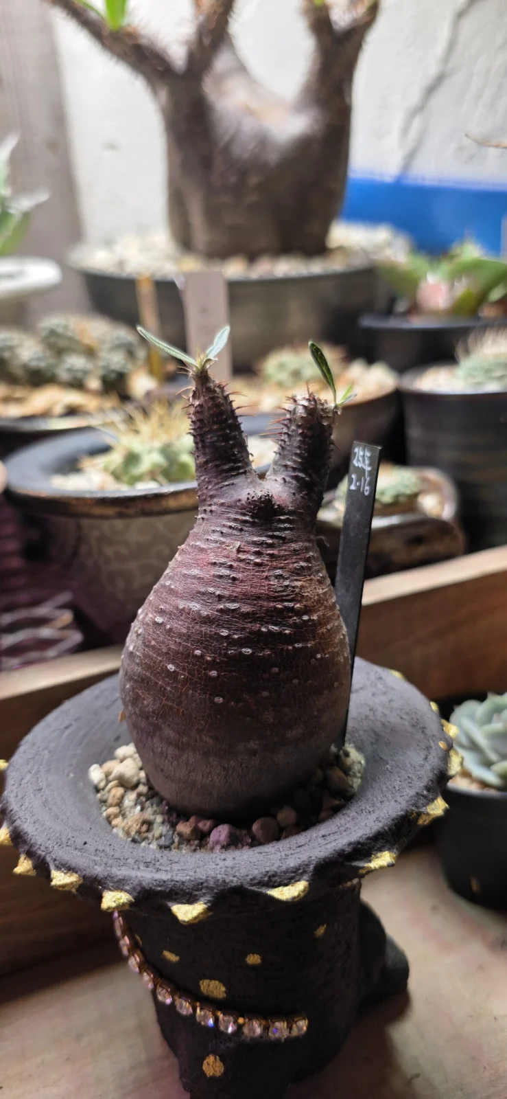 パキポディウム　グラキリス