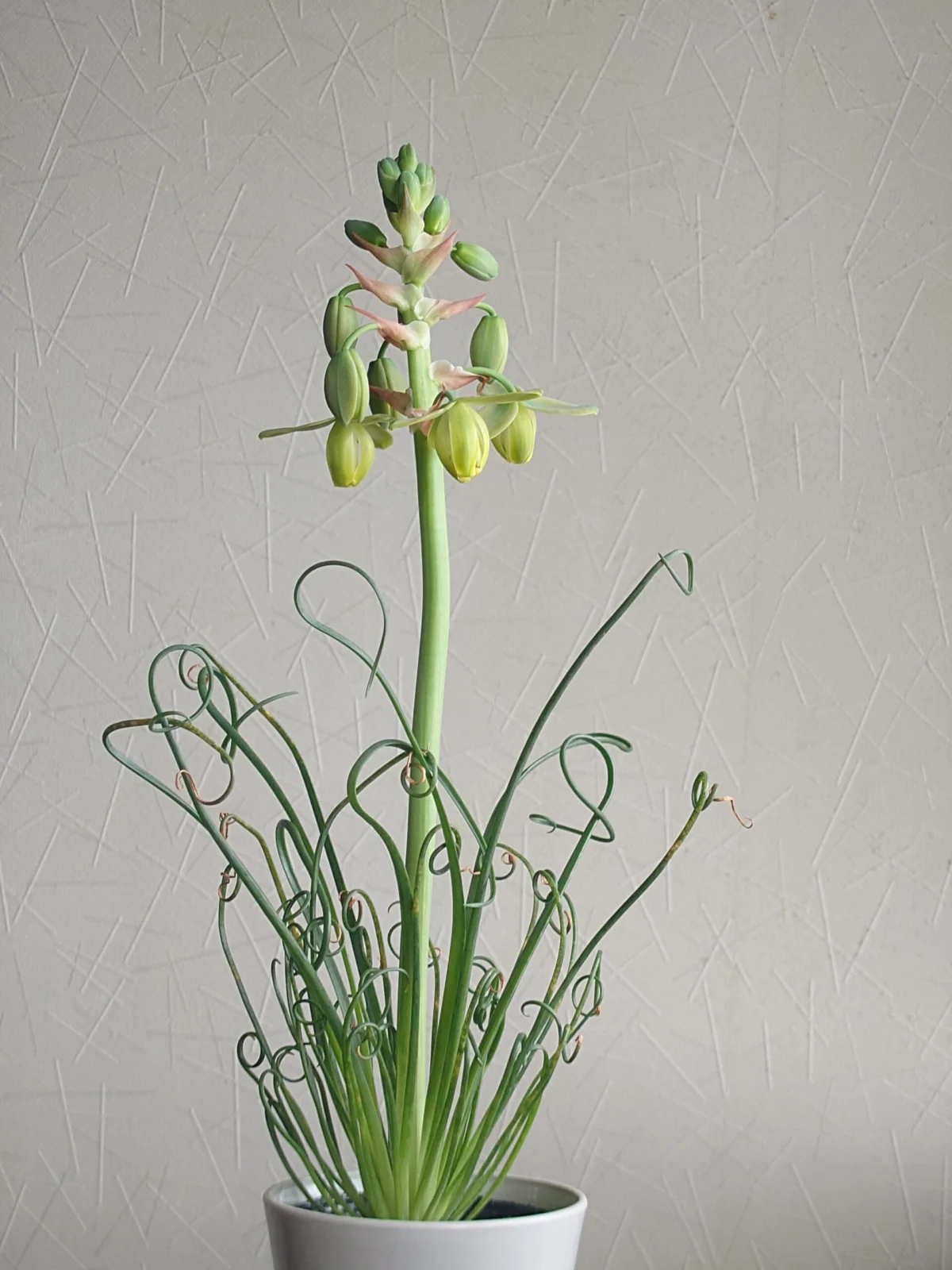 アルブカ スピラリス フリズルシズル　花