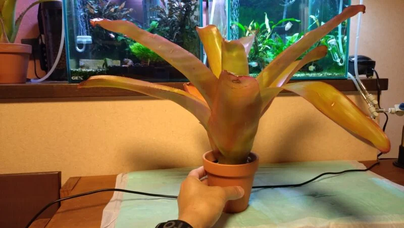 エクメア　ブランチェチナータ