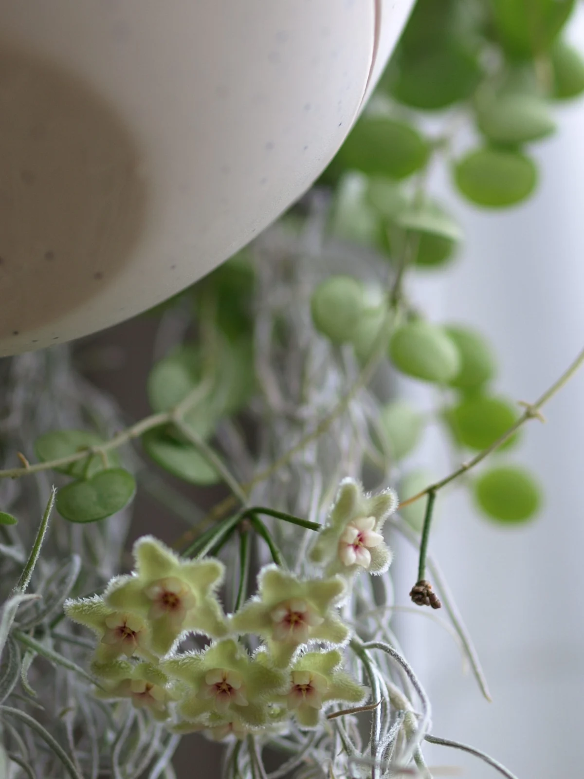 ホヤ セルペンス　花