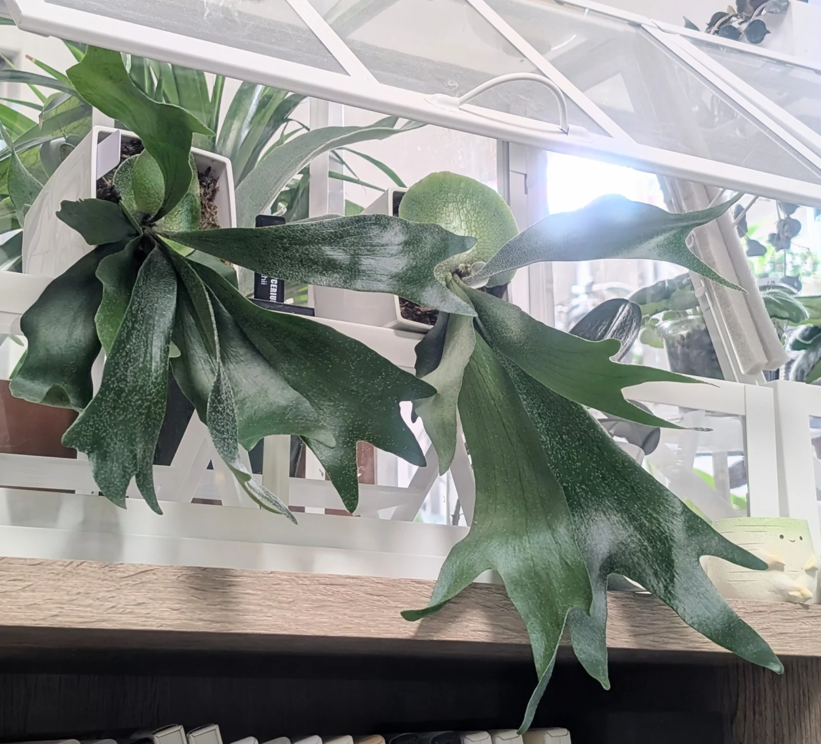 ビカクシダ – Plants Navi