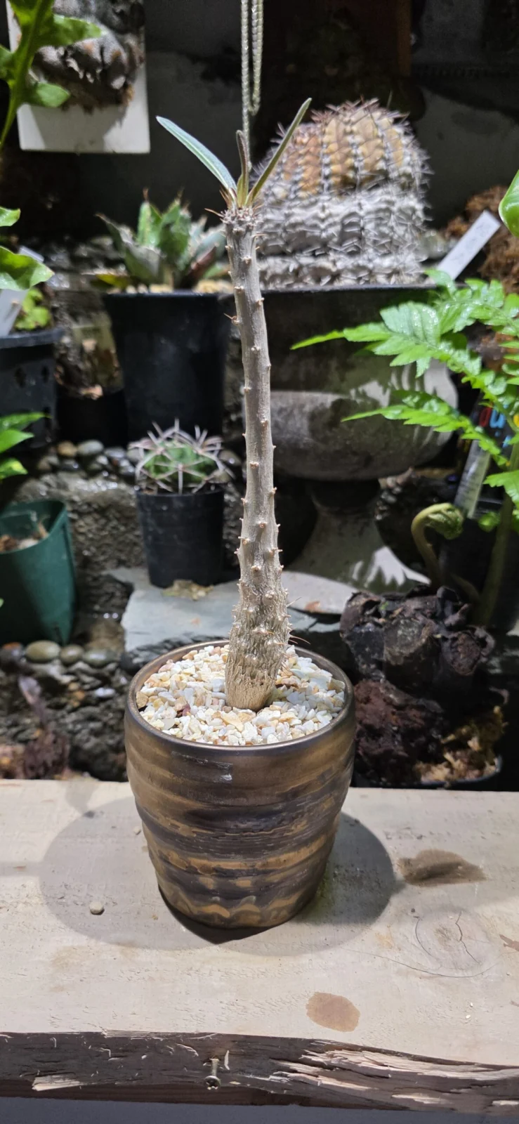 パキポディウム　グラキリス