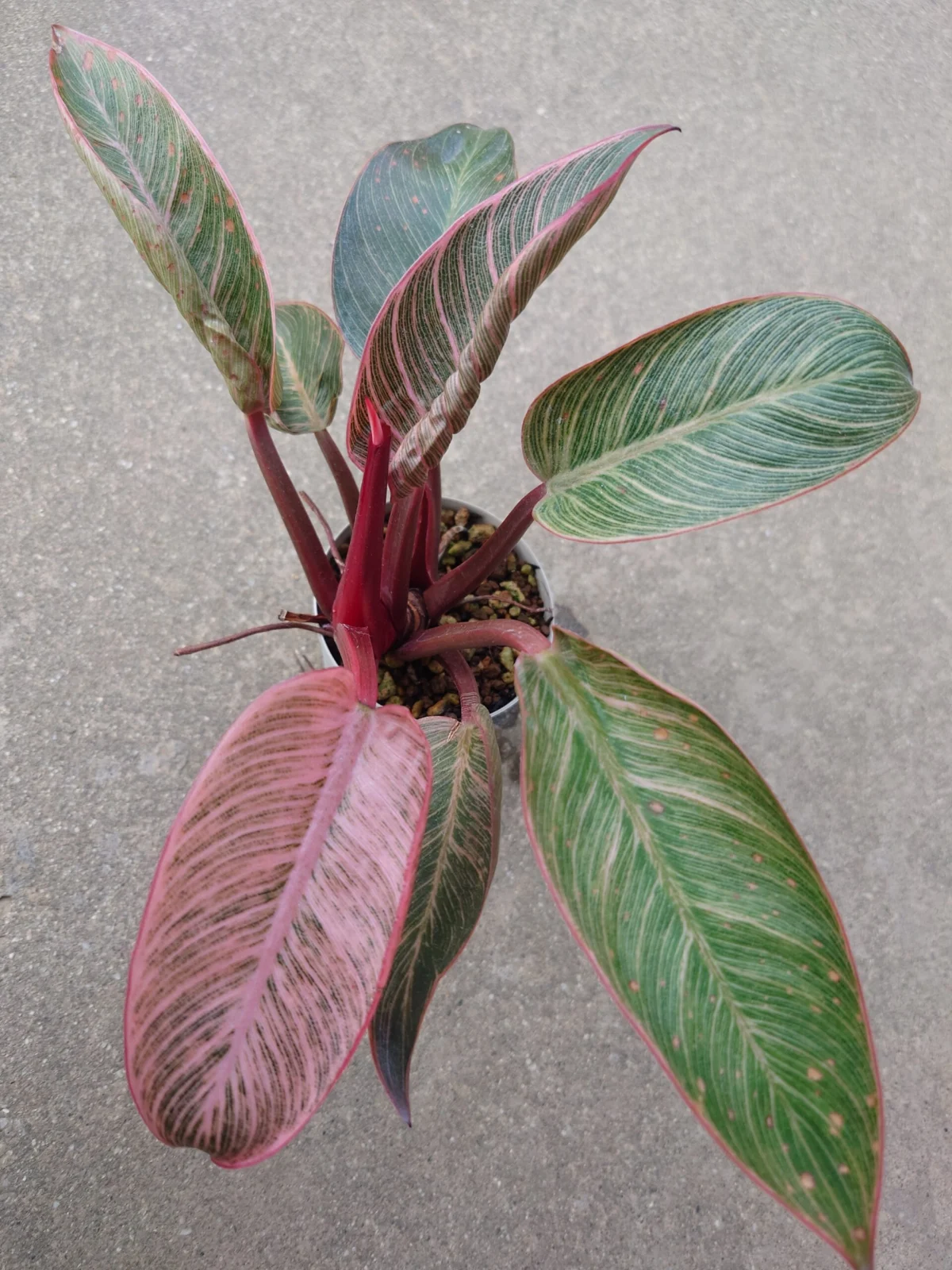 フィロデンドロン ピンクバーキン