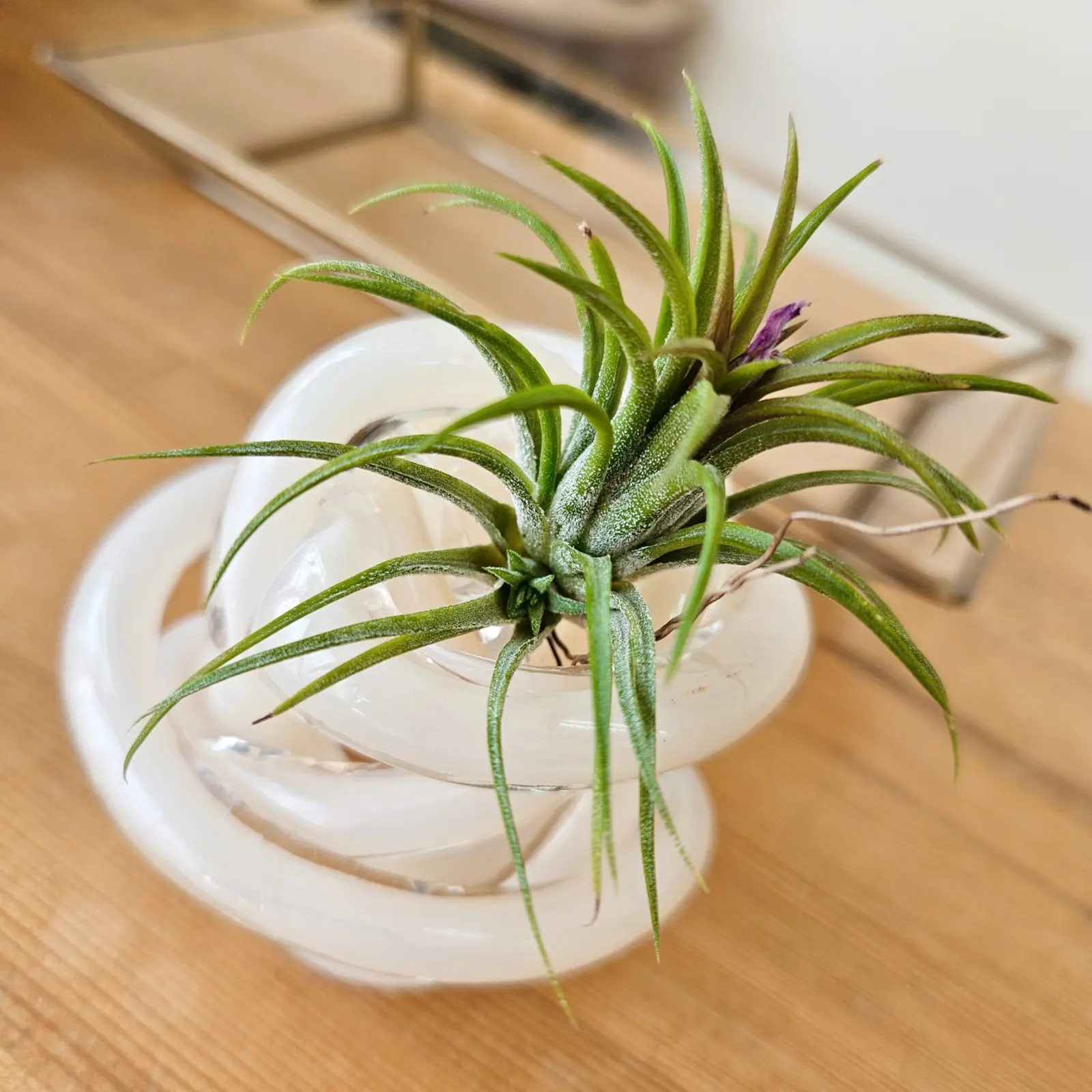 ティランジア　イオナンタ　フエゴ　