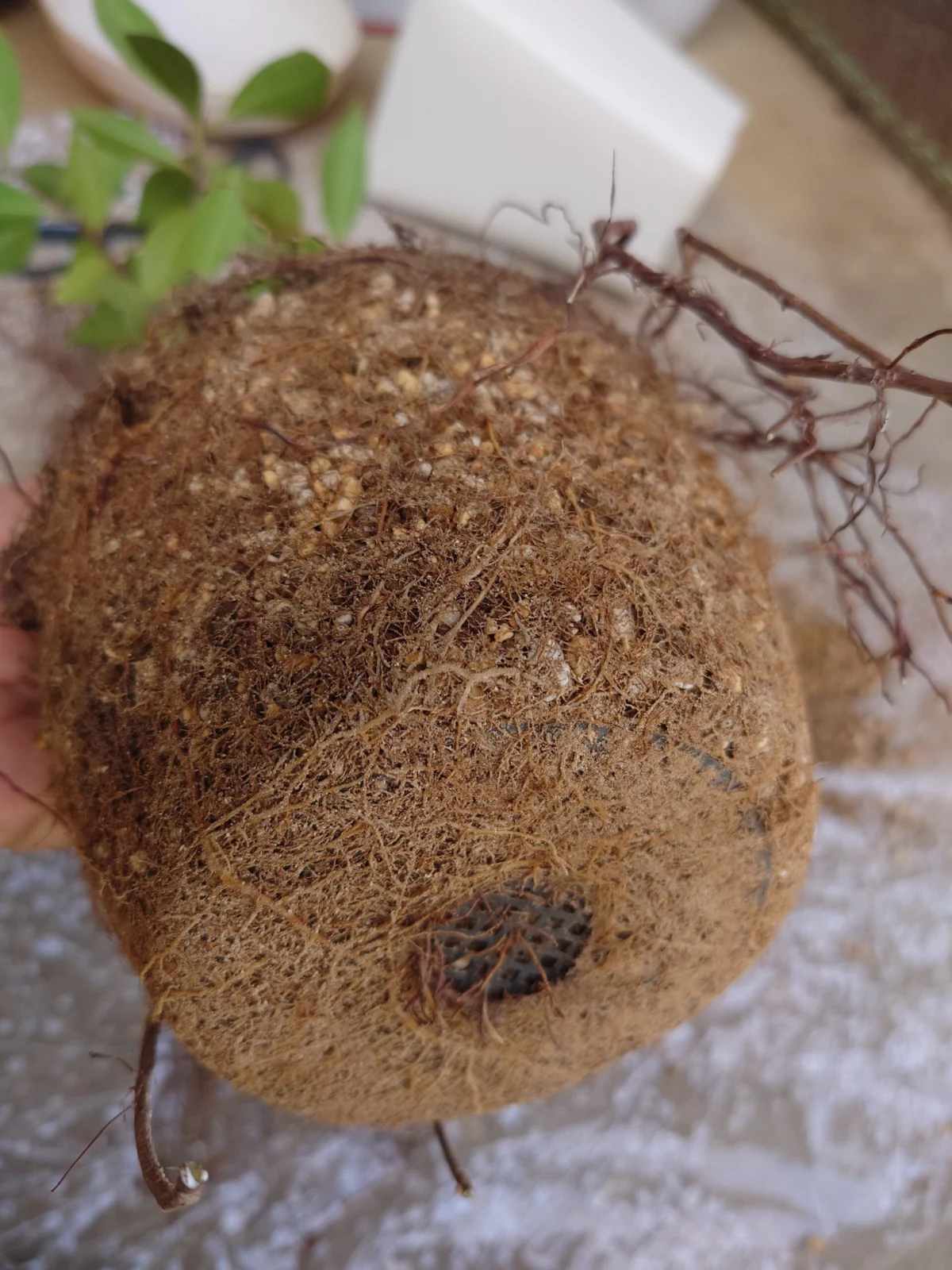 ガジュマル　根鉢