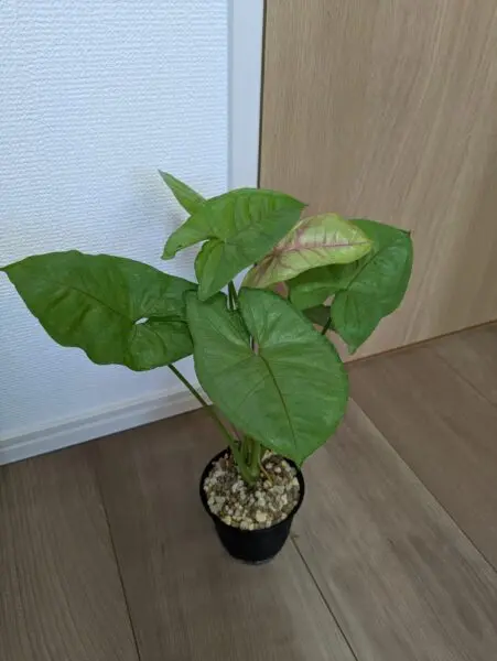 シンゴニウム ホムセン