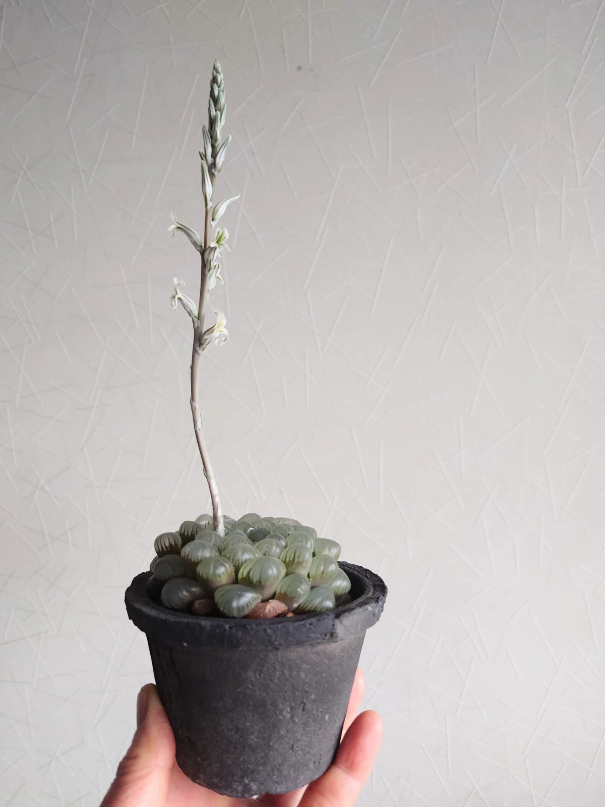 ハオルチア オブツーサ