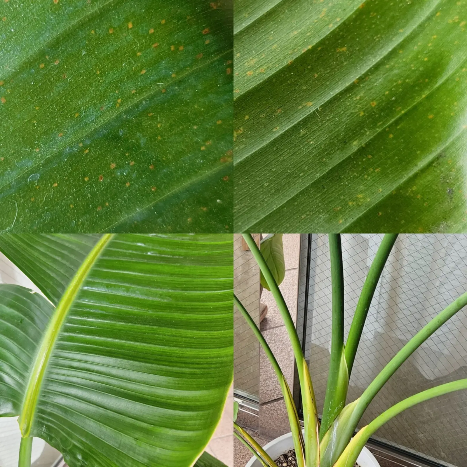 ストレリチア　オーガスタ　3年間肥料なし