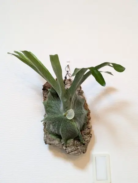 ビカクシダ スーパーバム