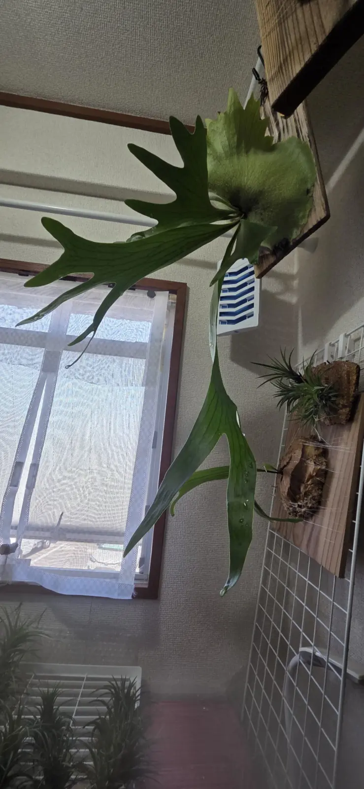 奇跡の1枚　ビカクシダ　アルシコルネ