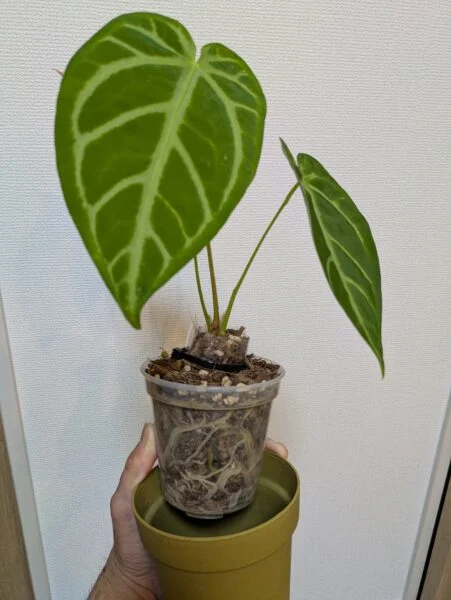 アンスリウム マグニフィカム ホムセン ダサい