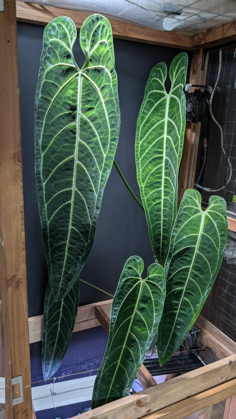 アンスリウム　ワロクアナム