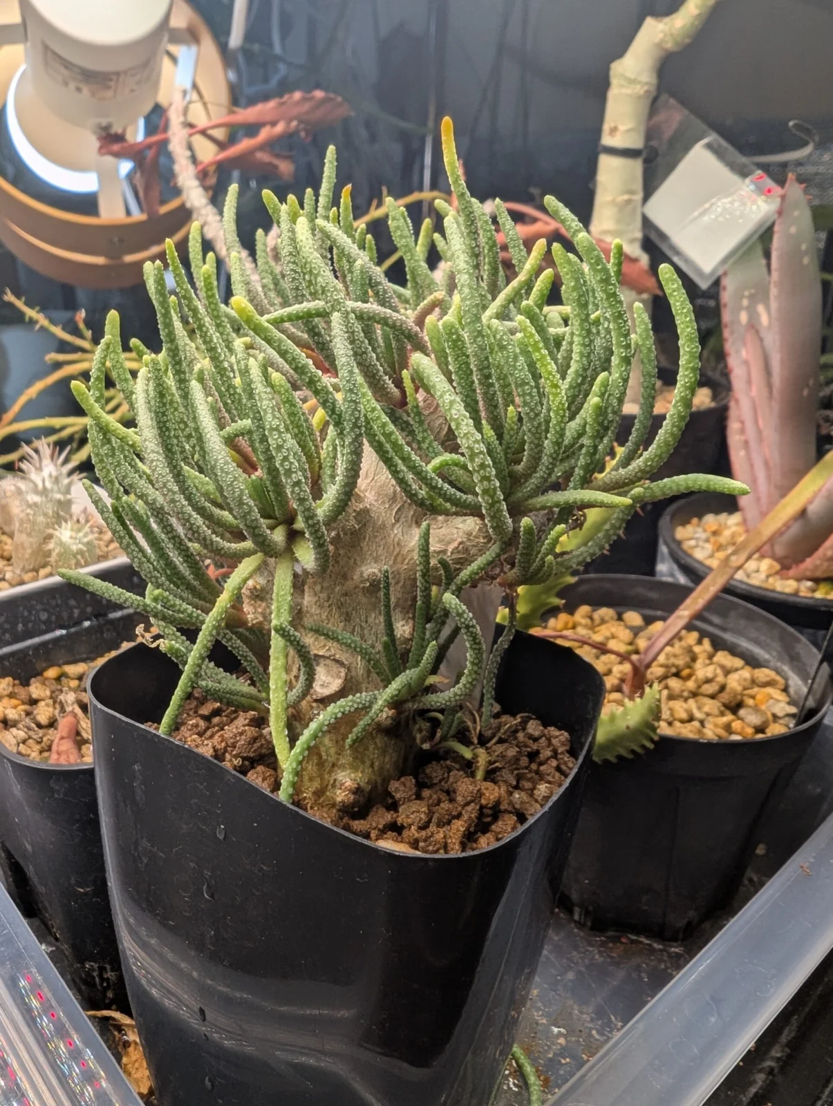 フィロボルス　アマビリス